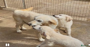Golden Retriever dogs - Advert 1