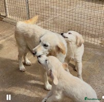 Golden Retriever dogs - Advert 6