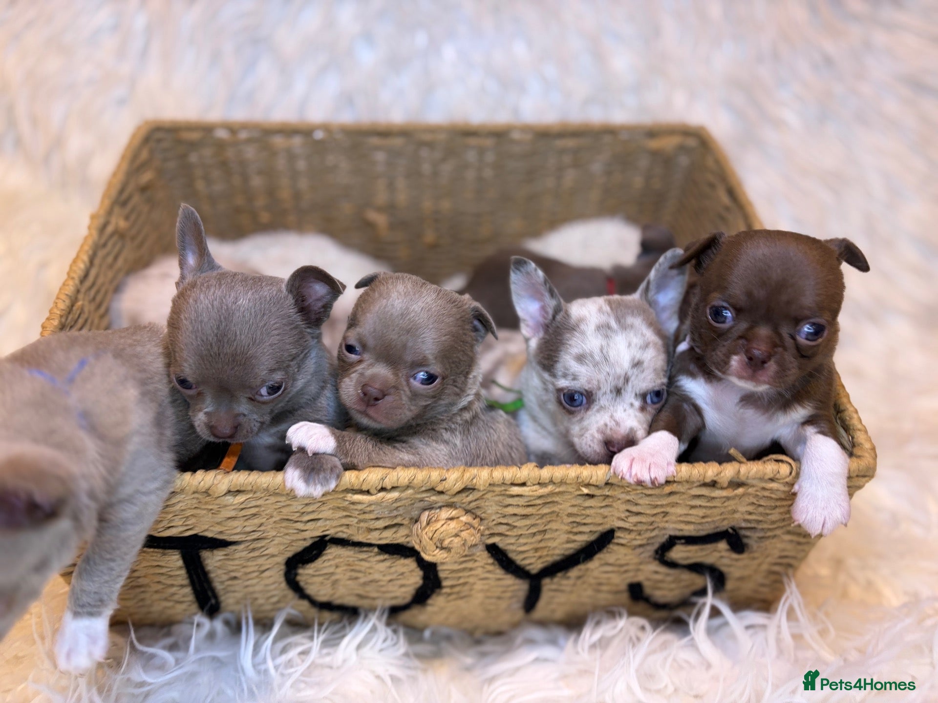Chihuahua dogs KC REG, DNA HEALTH TESTED, TINY, VERY RARE 🐶😍 - Advert 2