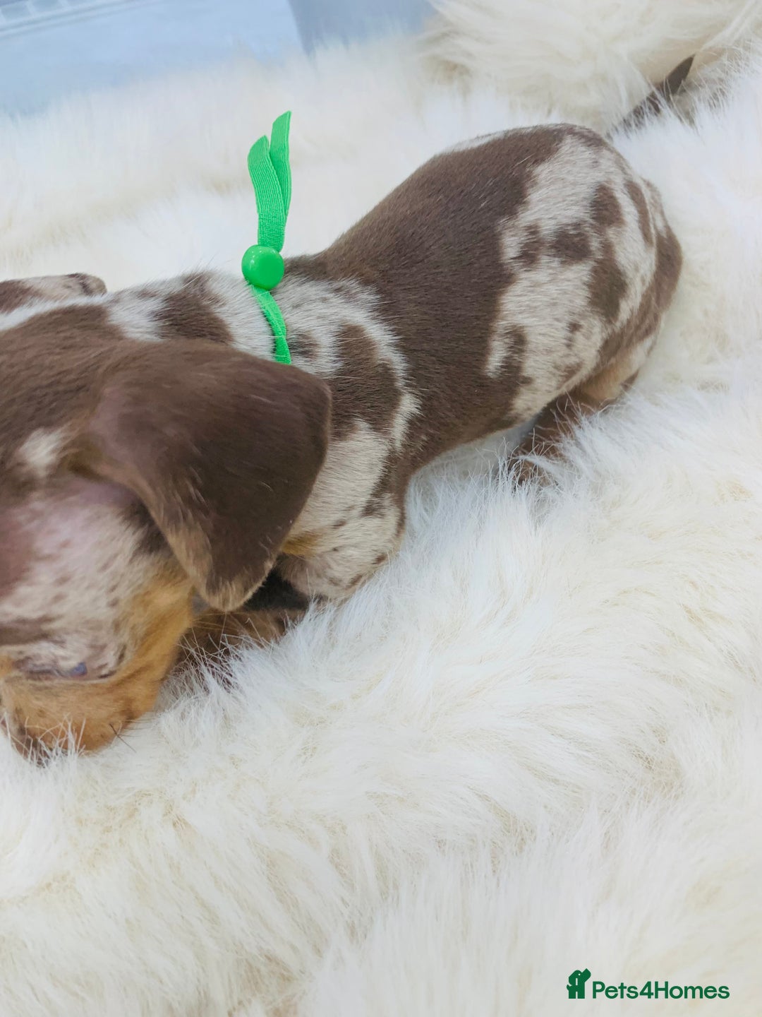 Miniature Dachshund dogs for sale: Miniature Dachshund KC Registered  - Image 14