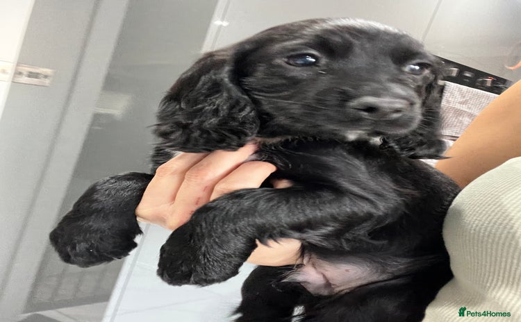 Cocker Spaniel dogs - Advert 16