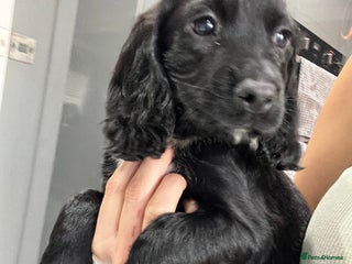 Cocker Spaniel dogs - Advert 9