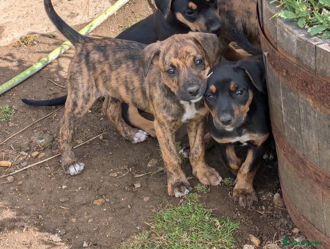 Mixed Breed dogs for sale: Huntaway x Lurcher puppies  - Image 17