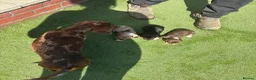 Miniature Dachshund dogs for sale: Mini dachshund in Luton - Advert 4