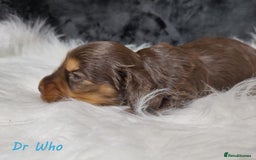 Miniature Dachshund dogs for sale: KC Health tested Licensed breeder 12 years exp - Image 22