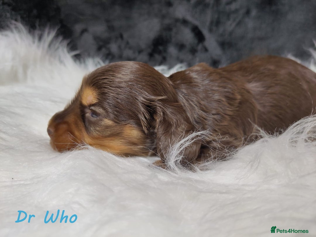 Miniature Dachshund dogs for sale: KC Health tested Licensed breeder 12 years exp - Image 22