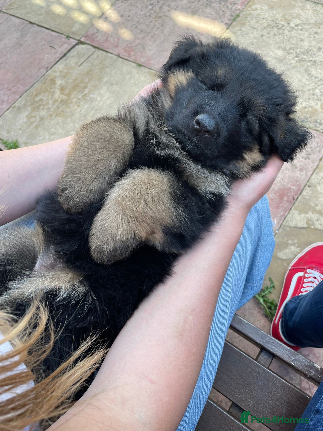 German Shepherd dogs for sale: READY TO GO Long Haired German Shepherd Puppies - Image 16