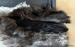 Miniature Schnauzer dogs for sale: Stunning pure black miniature schnauzer puppy - Image 13