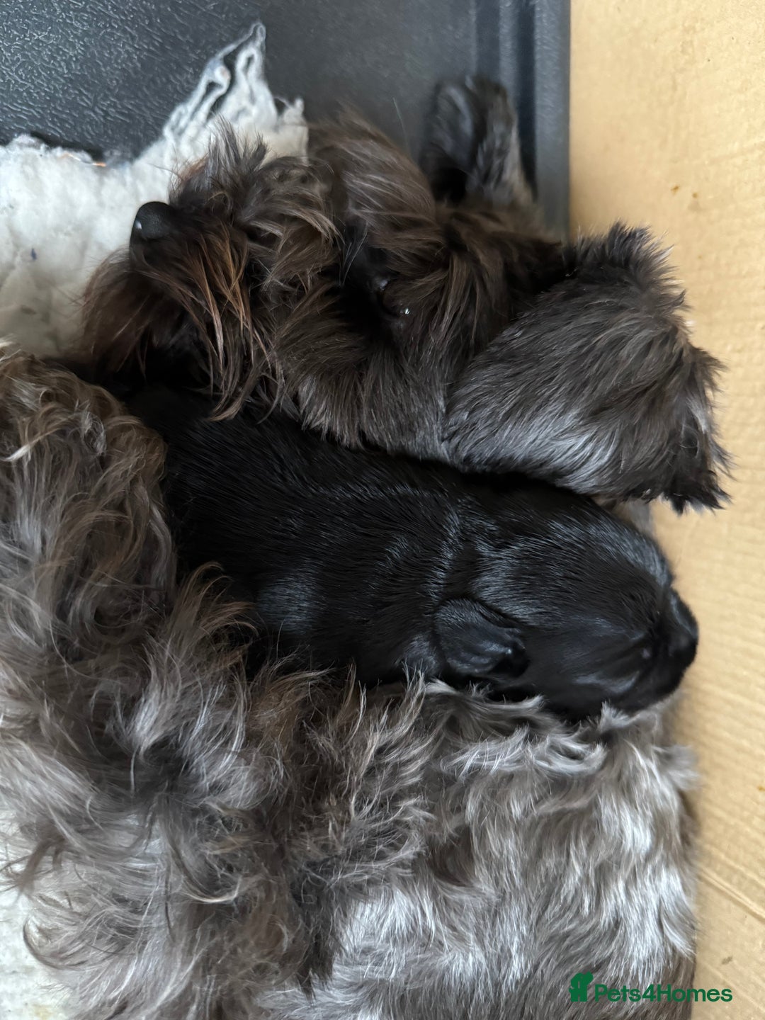 Miniature Schnauzer dogs for sale: Stunning pure black miniature schnauzer puppy - Image 13