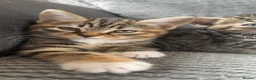 Maine Coon cats for sale: Half Maine coon kittens unique calico markings  - Advert 12