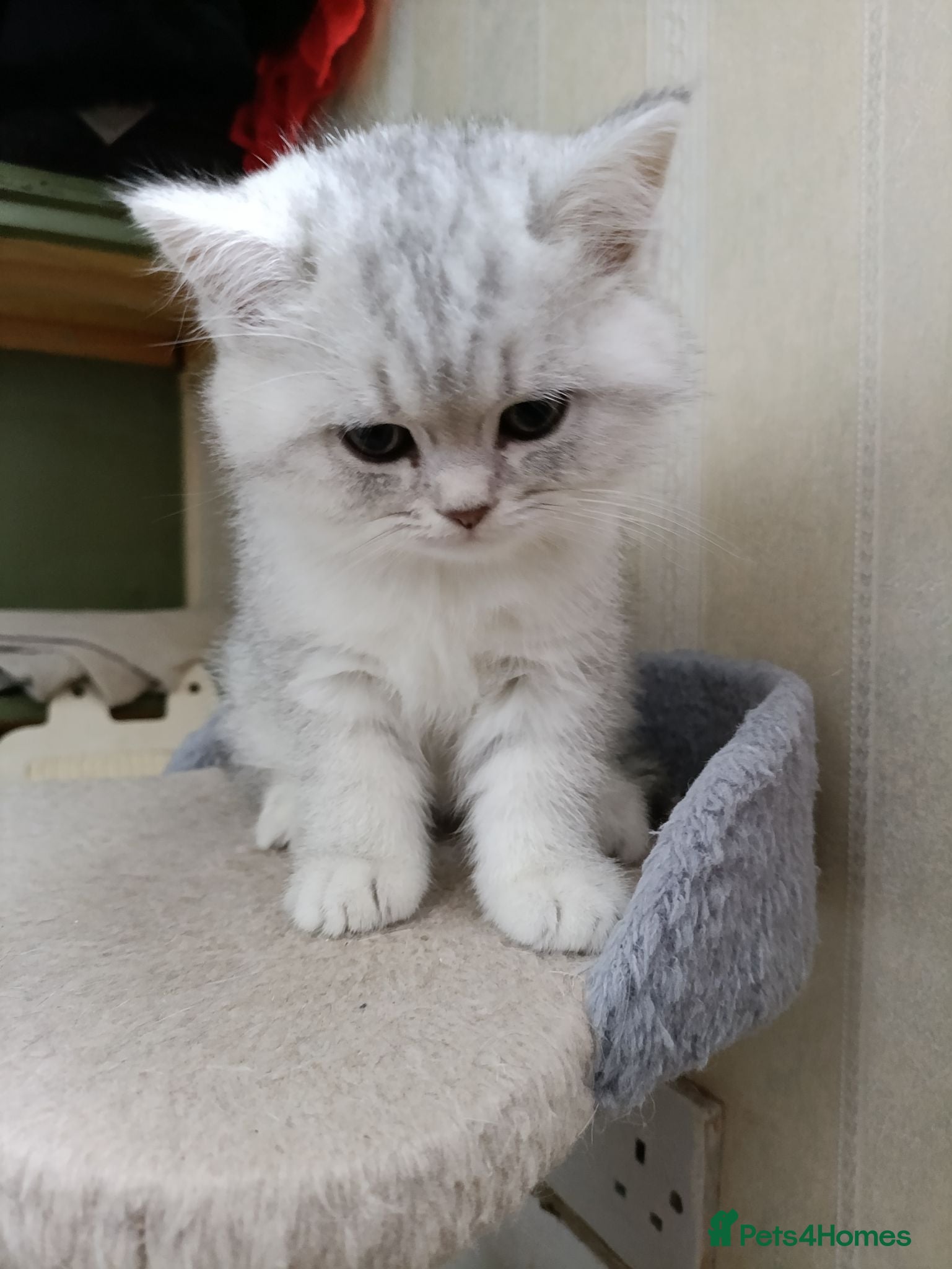 British Shorthair cats British Shorthair kittens  - Advert 1
