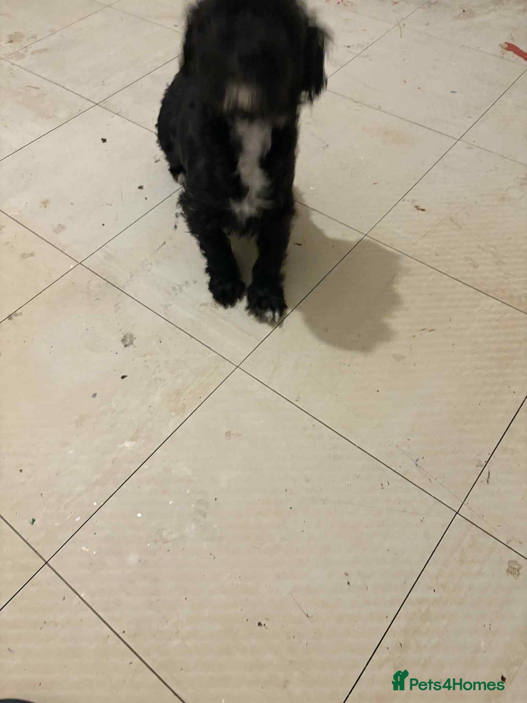 Mixed Breed dogs for sale: Miniature poodle cross terrier - Image 3