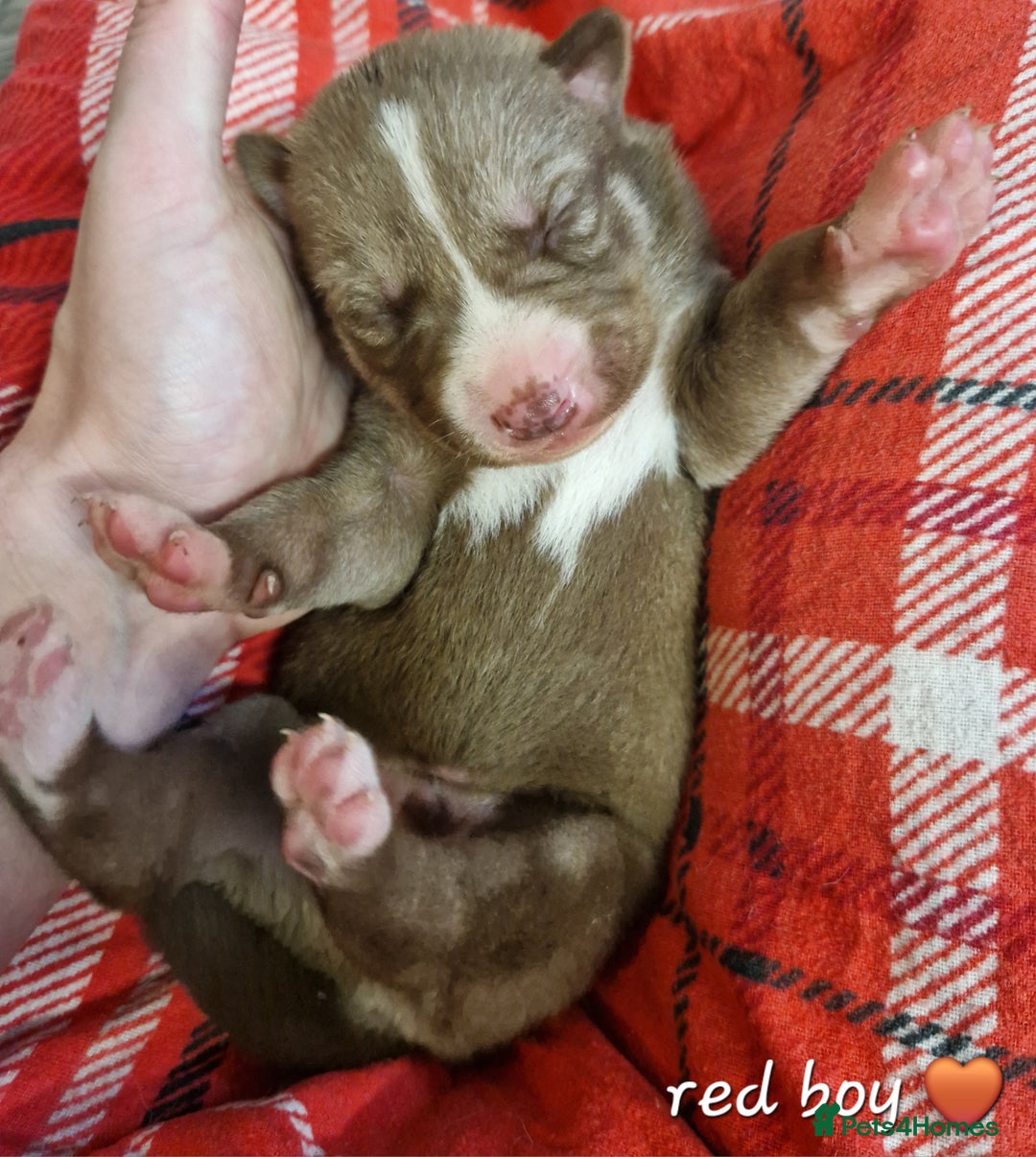 Siberian Husky dogs for sale:  Beautiful Siberian Husky Agouti Puppies ❤️ - Advert 10