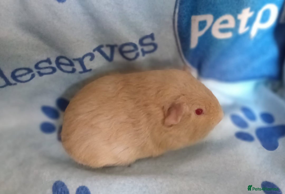 Guinea Pig rodents for sale: Skinnys Werewolfs & Lakelands Available Ready Now - Image 9