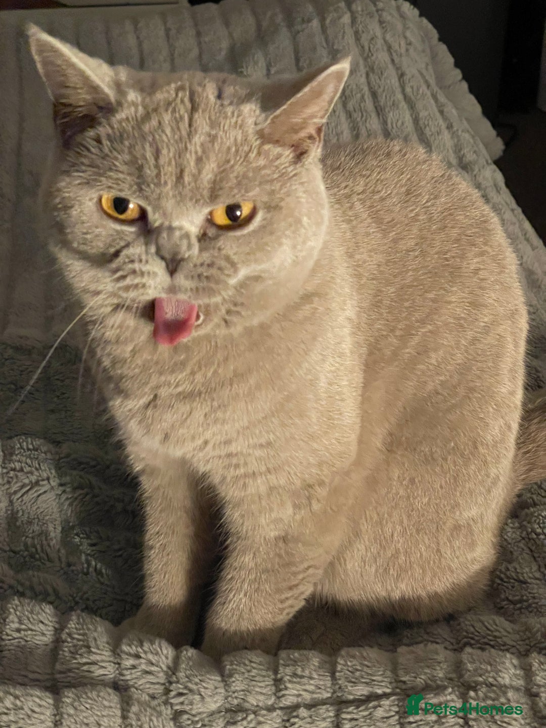 British Shorthair cats for sale: For adoption  - Image 6