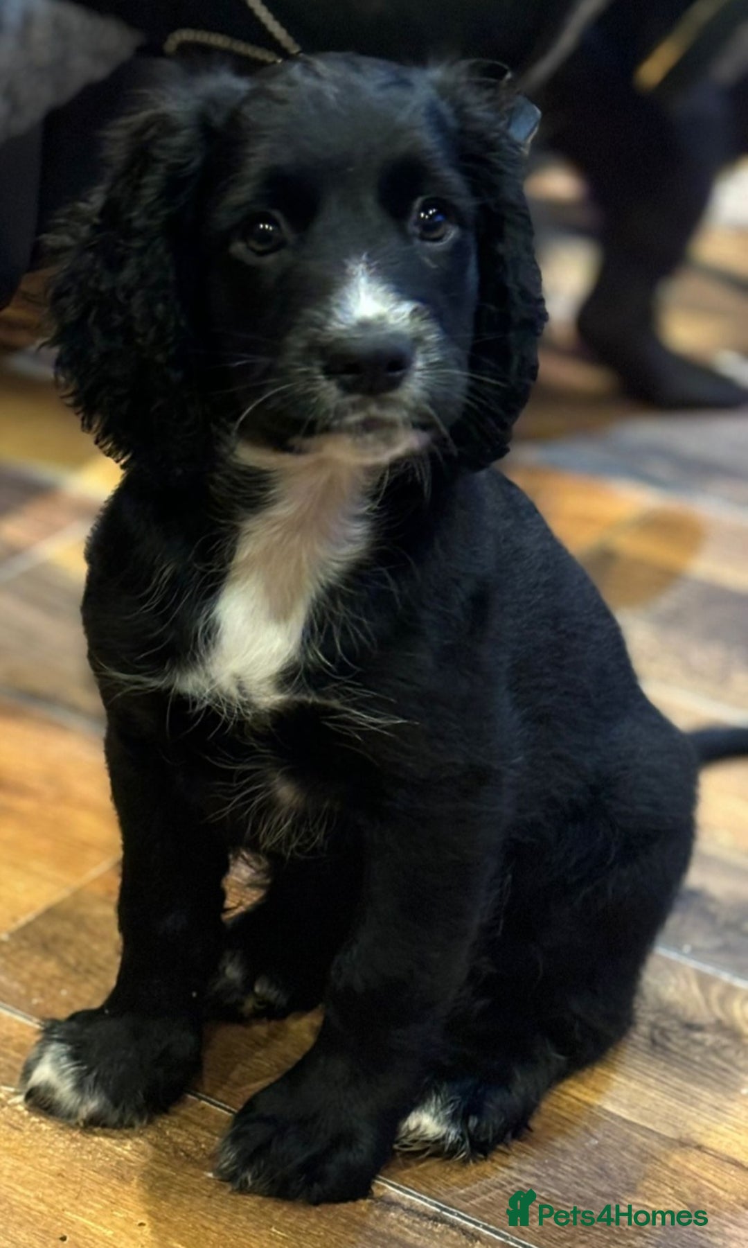 Cocker Spaniel dogs for sale: Last boy left !! working cocker spaniels - Advert 26