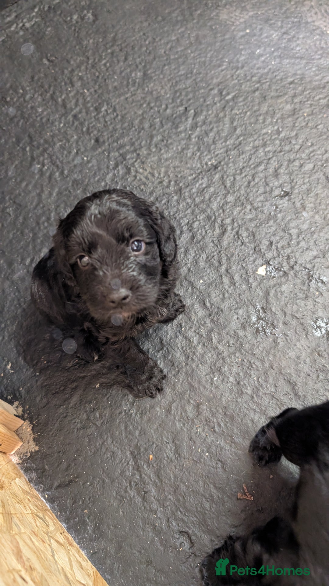 Cockapoo dogs for sale: F1 Miniature Phantom Cockapoos  READY NOW  in Chulmleigh - Image 6
