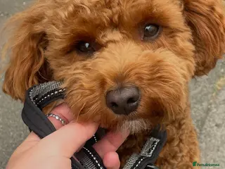 Cavapoochon dogs Scooby The Red Cavapoochon Stud - Advert 1