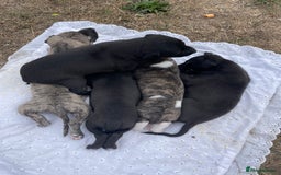 Whippet dogs for sale: Beautiful homebred whippet puppies  - Image 3