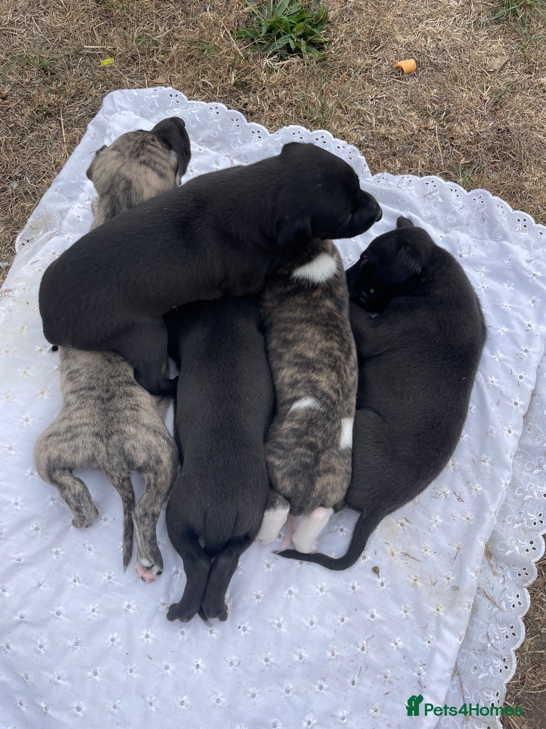 Whippet dogs for sale: Beautiful homebred whippet puppies  - Image 3