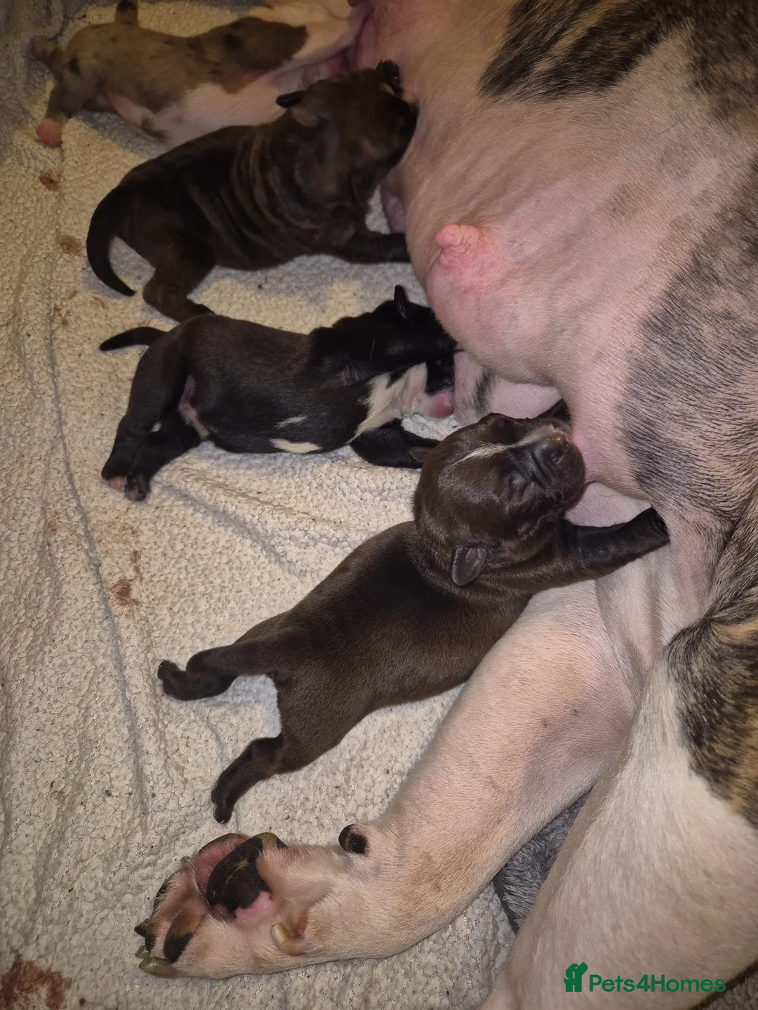 Mixed Breed dogs for sale: 3 handsome boys looking for there for ever home  - Advert 2