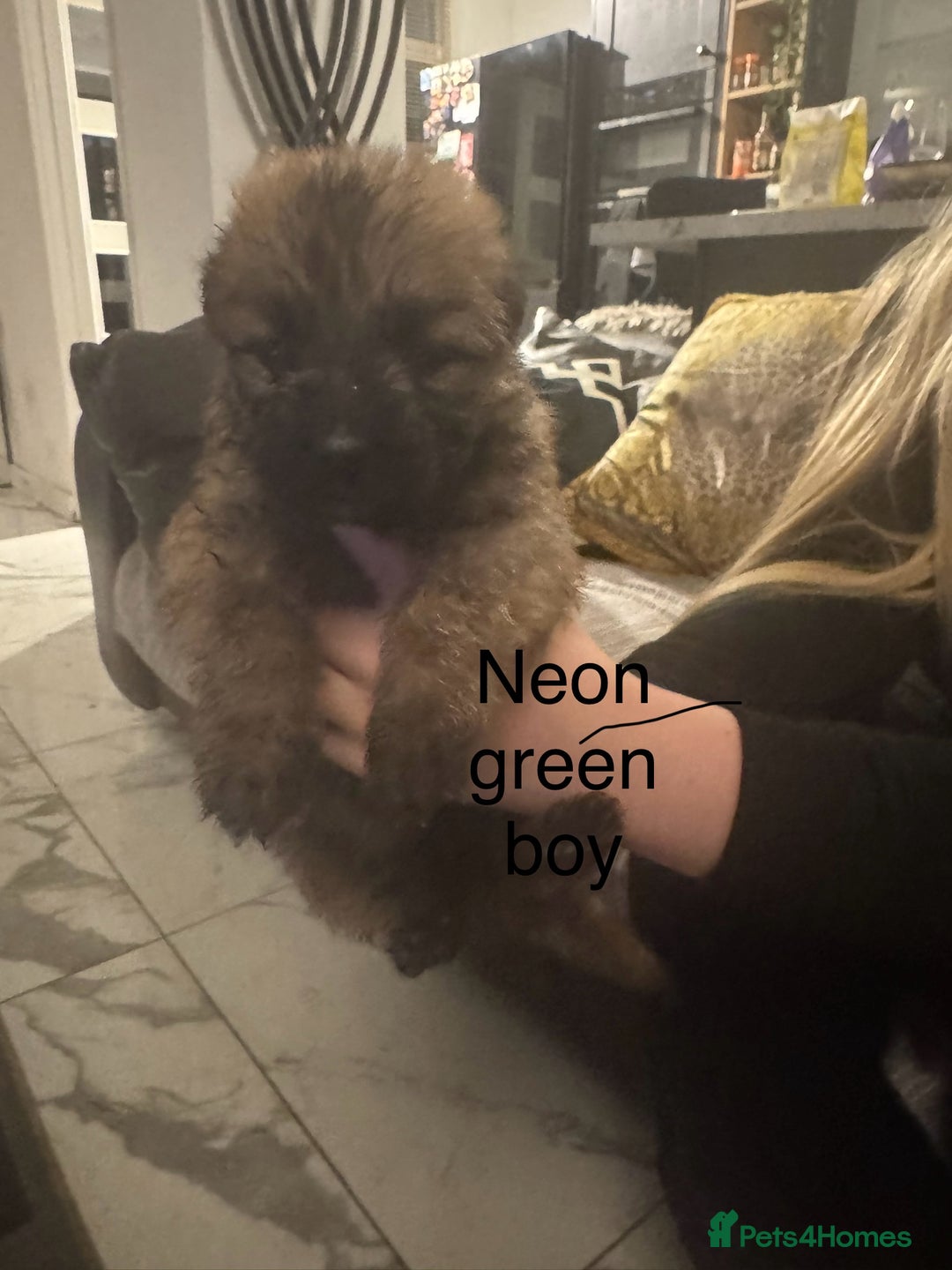 German Shepherd dogs for sale: Long haired German shepherd puppies  - Advert 9