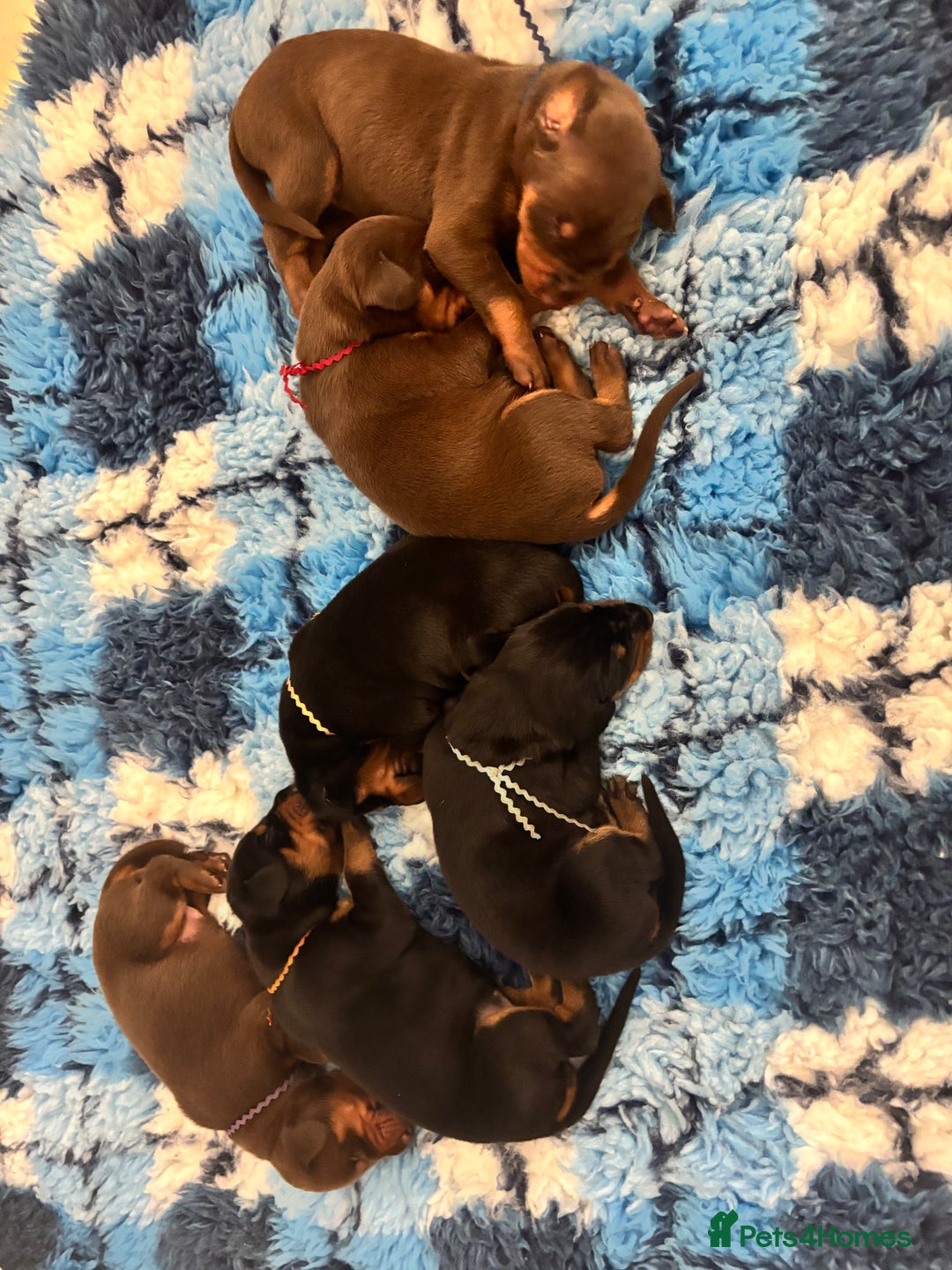 Dobermann dogs for sale: KC reg dobermann puppies health tested parents  - Advert 4
