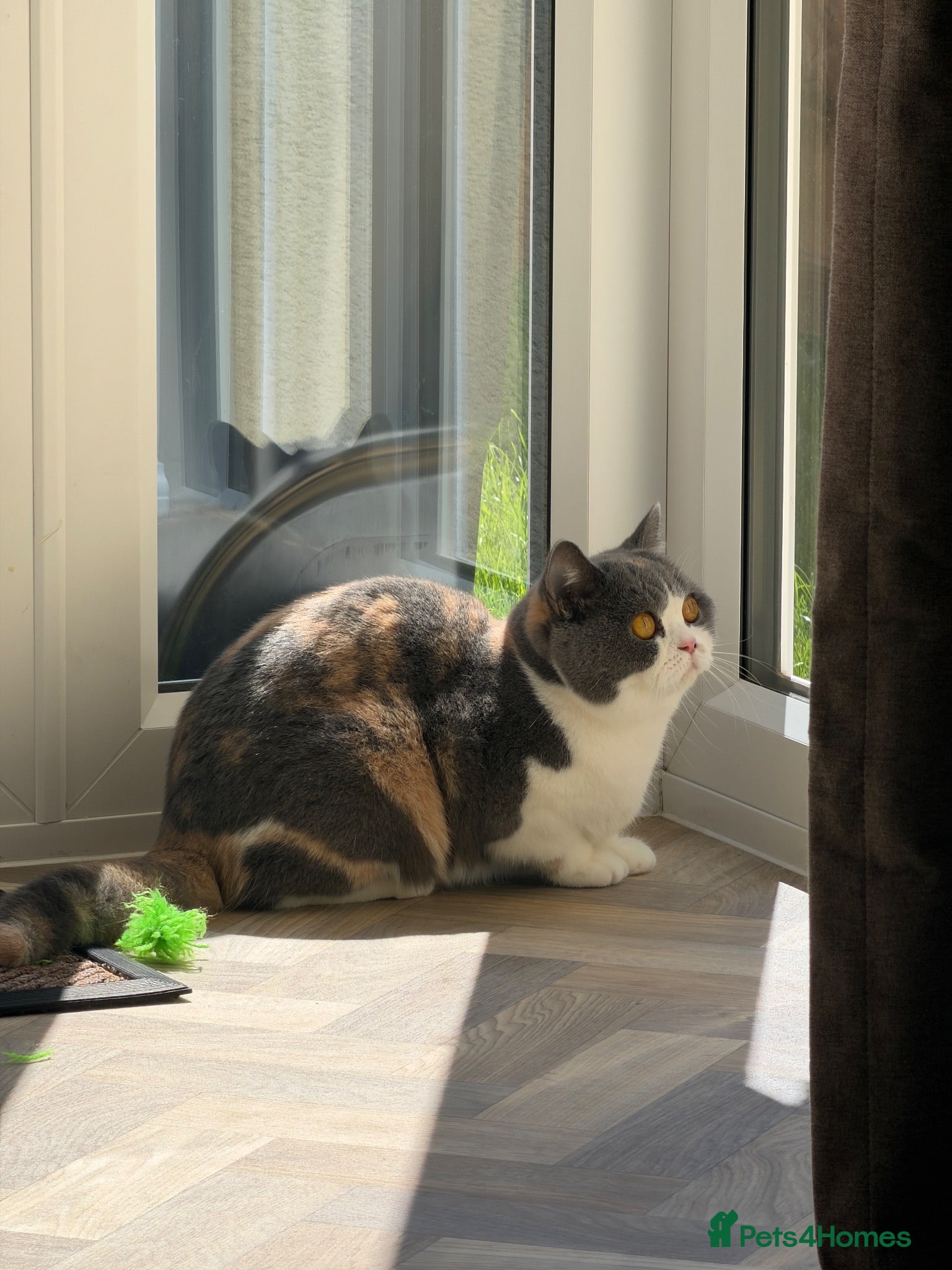 British Shorthair cats British Shorthair Retired Female - Advert 18