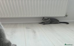 British Shorthair cats for sale: Campion blod - Image 8