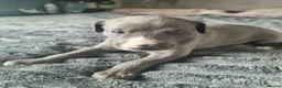 Whippet dogs for sale: Whippet puppies show background  - Advert 4