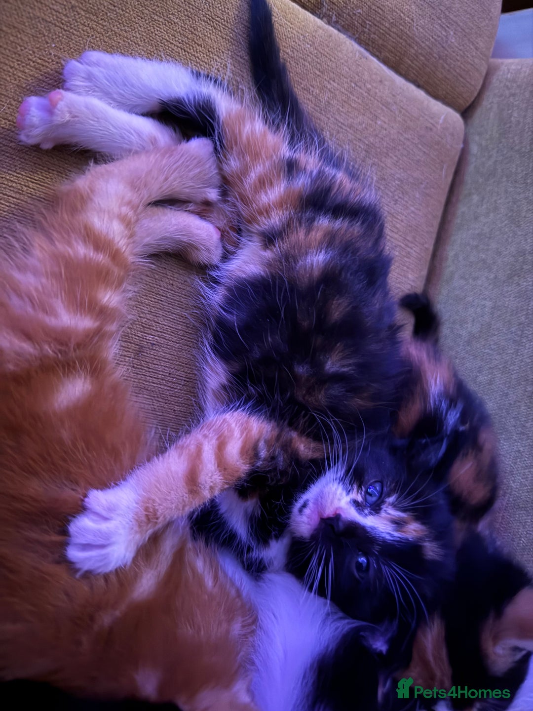 Mixed Breed cats for sale: Beautiful mixed coloured moggies  - Advert 2