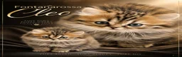 Scottish Fold cats for sale: Stunning Scottish fold straight kitten - Advert 2