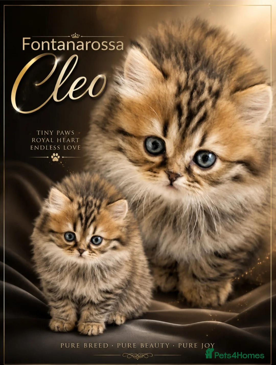 Scottish Fold cats for sale: Stunning Scottish fold straight kitten - Advert 2