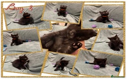 British Shorthair cats for sale: British shorthair kittens - Advert 9