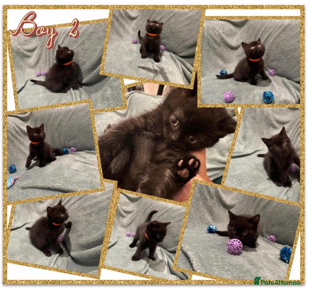 British Shorthair cats for sale: British shorthair kittens - Advert 9