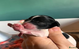 Australian Labradoodle dogs for sale: Healthy tested true Australian Labradoodle pups - Image 17