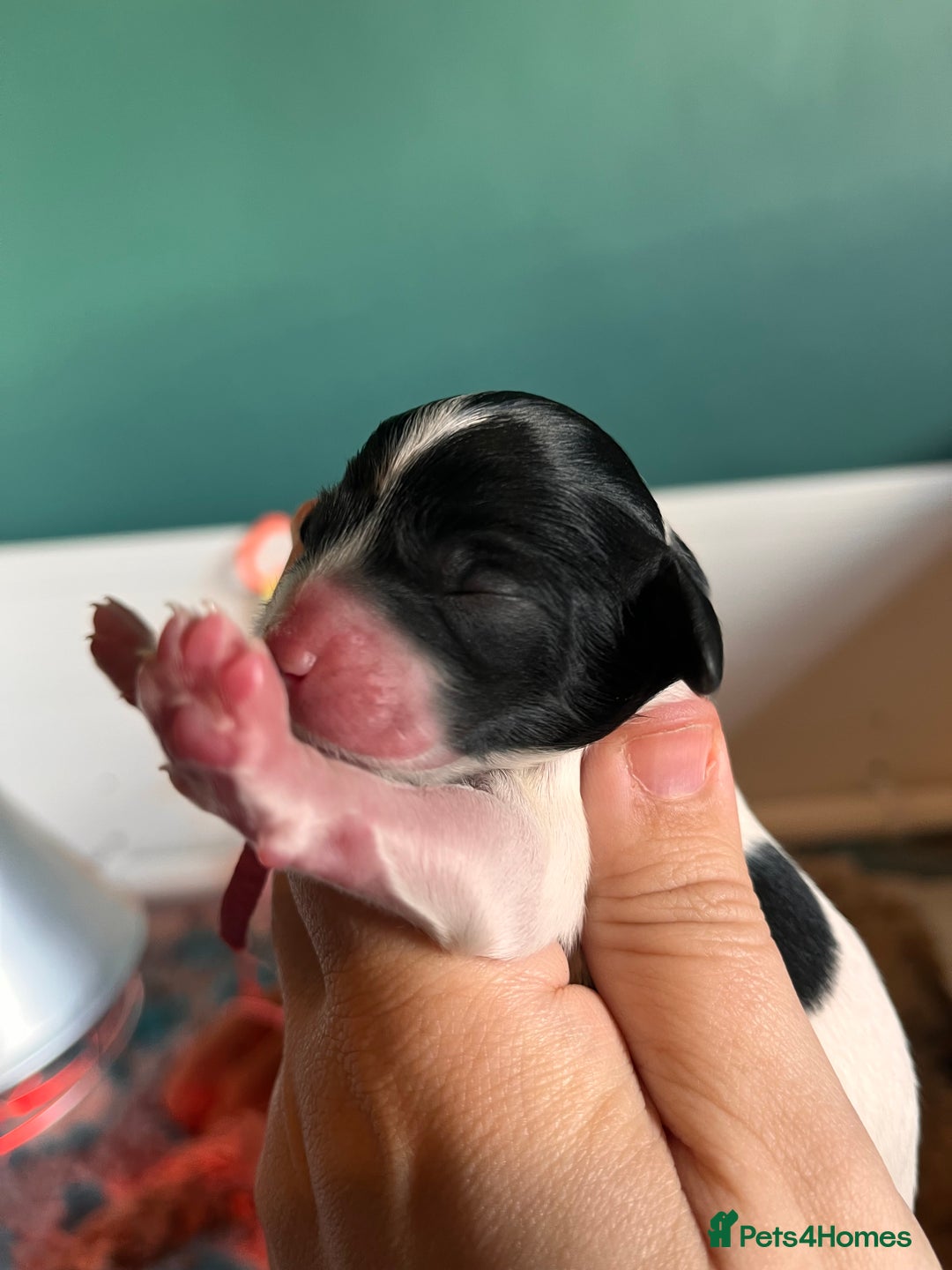 Australian Labradoodle dogs for sale: Healthy tested true Australian Labradoodle pups - Image 17