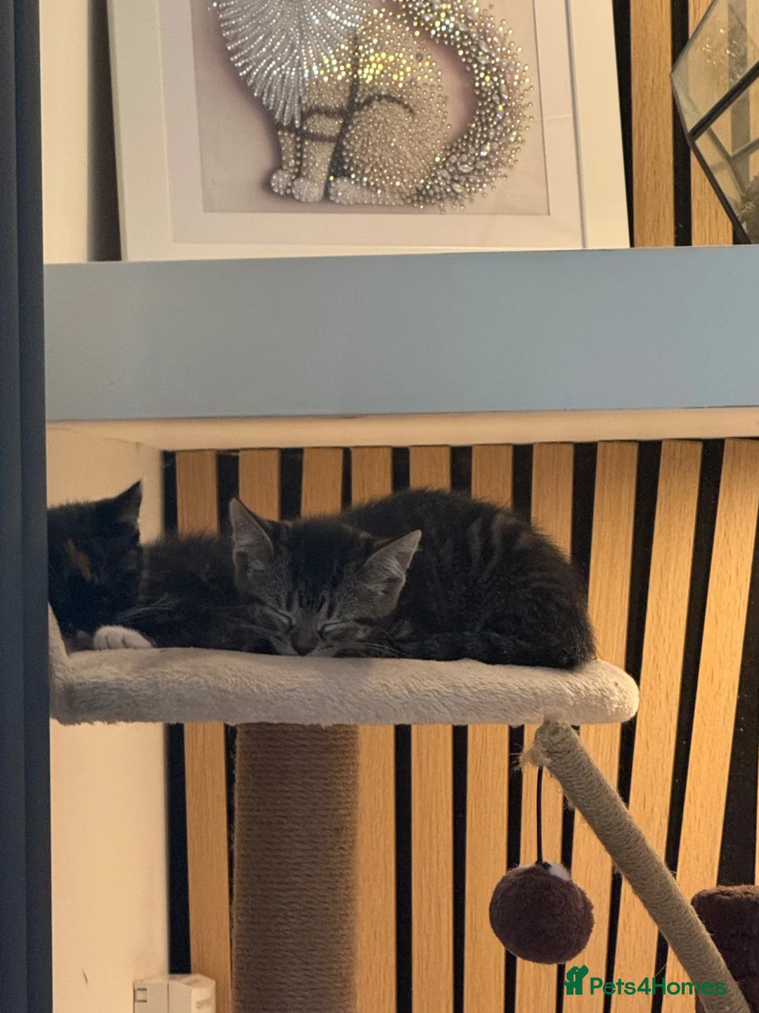 Mixed Breed cats for sale: Two kittens available  - Advert 6