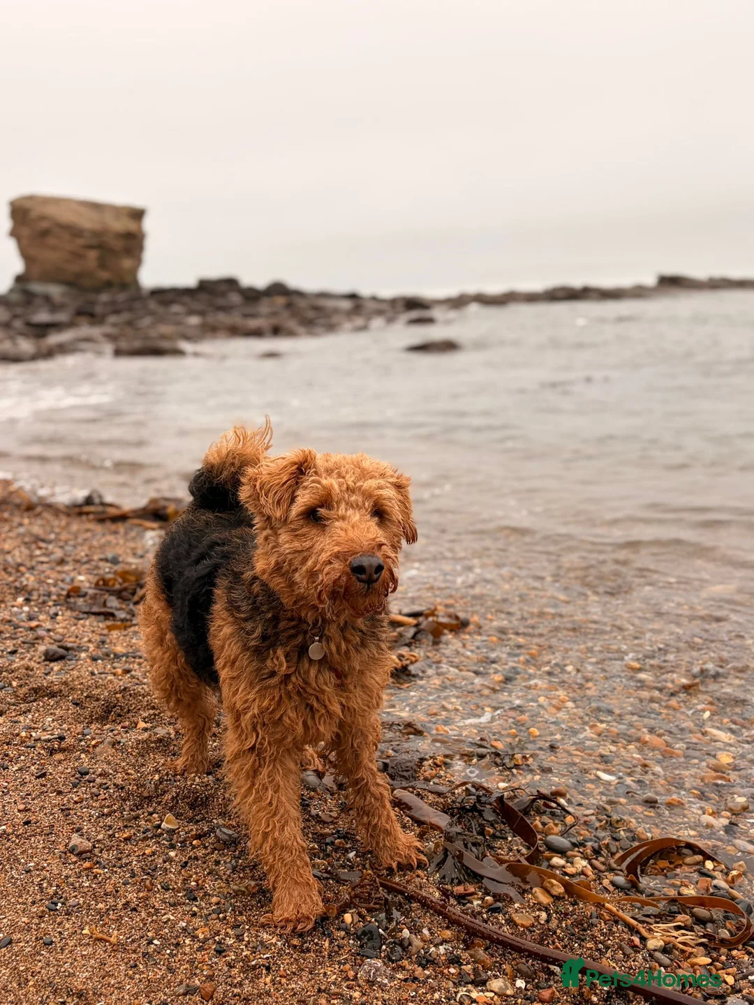 Welsh Terrier dogs for sale: Lenny — 3½-year-old KC reg, for rehoming. - Advert 2
