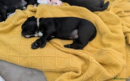 Mixed Breed dogs for sale: Beautiful Labrador x Staffys - Image 5