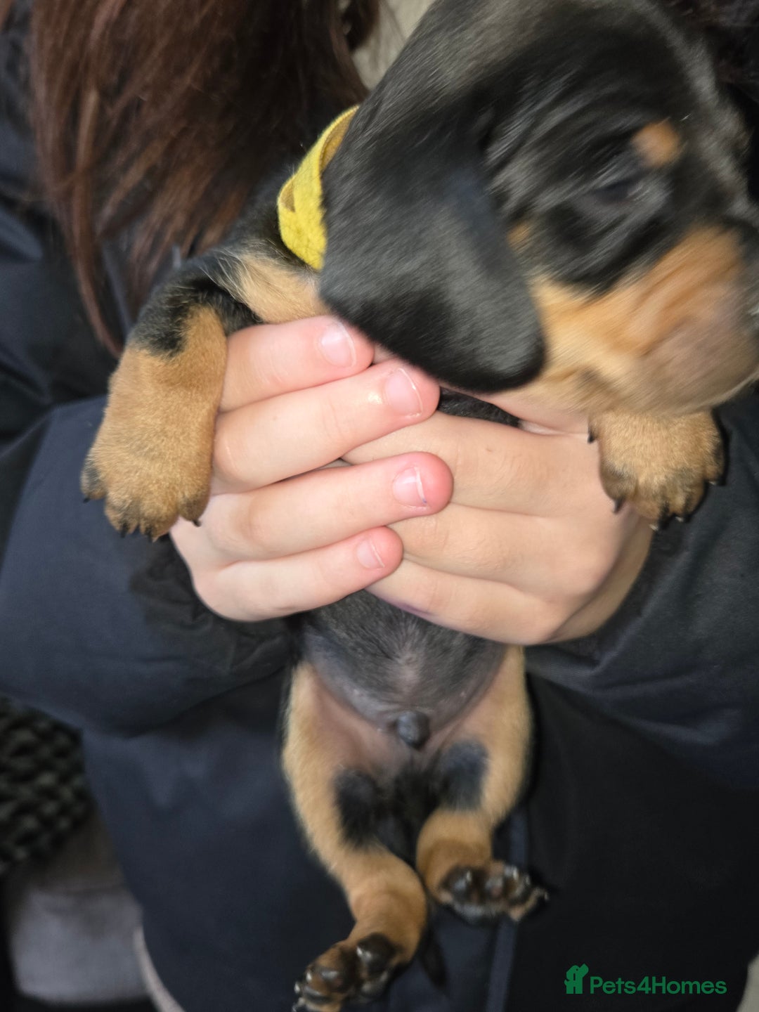 Miniature Dachshund dogs for sale: Miniature dacshund pups for sale - Image 22