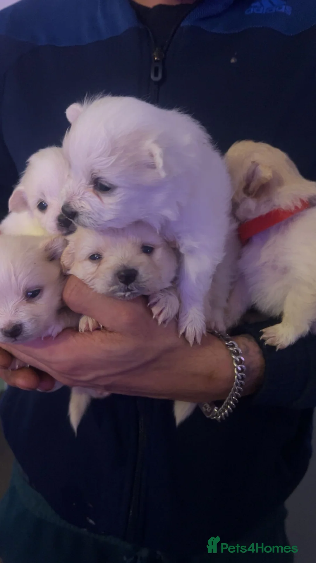 Pomeranian dogs for sale: Beautiful Pomeranian Puppies - Advert 27