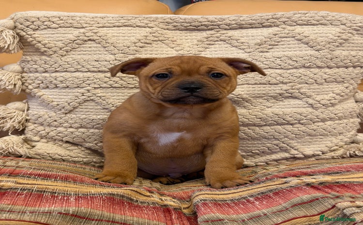 Staffordshire Bull Terrier dogs - Advert 3