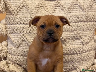 Staffordshire Bull Terrier dogs - Advert 32