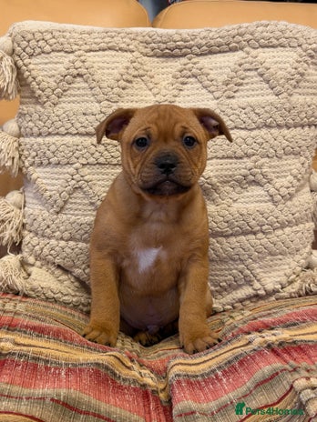 Staffordshire Bull Terrier dogs - Advert 3