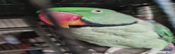 Parakeets birds for sale: Two lovely Alexandrine parakeets in Carterton - Advert 3