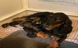 Field Spaniel dogs for sale: Field Spaniel Puppies for Sale – Lovable & Ready! - Image 6