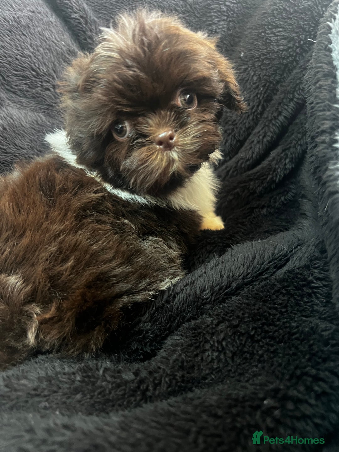 Shih Tzu dogs for sale: Chocolate and cream pedigree shitzu puppy’s - Image 3