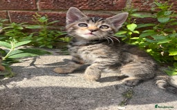 Domestic Shorthair cats for sale: Gorgeous litter of kittens  - Image 5