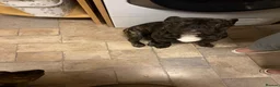 French Bulldog dogs for sale: French bulldog needs new loving home in Solihull - Advert 5